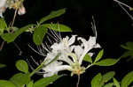 Alabama azalea